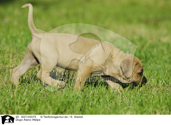 Dogo Alano Welpe / Dogo Alano puppy / SST-04075