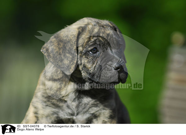 Dogo Alano Welpe / Dogo Alano puppy / SST-04078