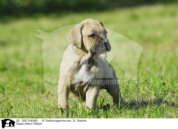 Dogo Alano Welpe / Dogo Alano puppy / SST-04080