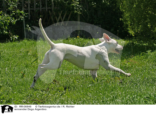 rennender Dogo Argentino / running Dogo Argentino / RR-06846