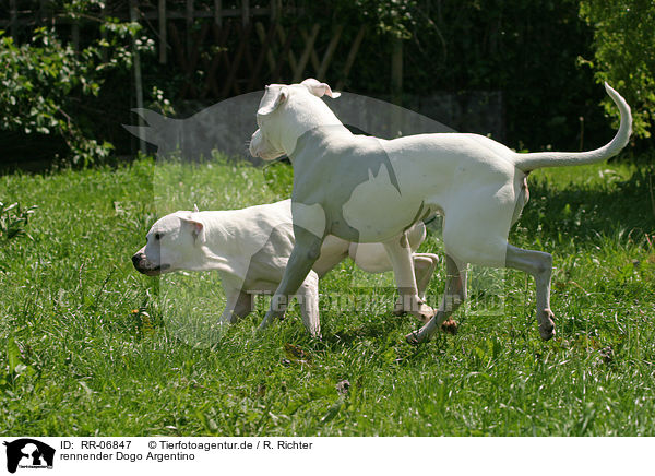 rennender Dogo Argentino / running Dogo Argentino / RR-06847