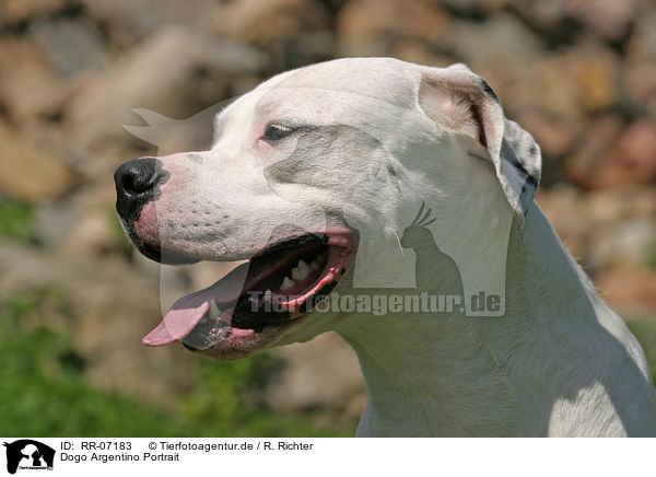 Dogo Argentino Portrait / RR-07183