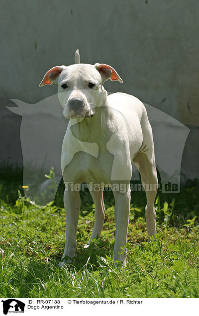 Dogo Argentino / Dogo Argentino / RR-07188