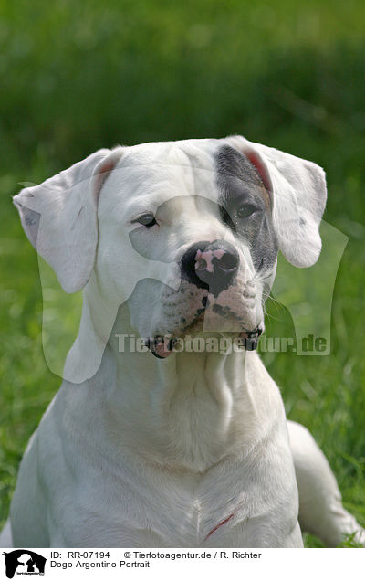 Dogo Argentino Portrait / RR-07194