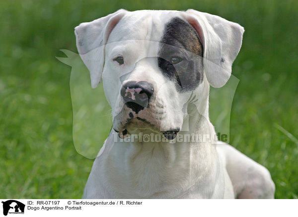 Dogo Argentino Portrait / RR-07197