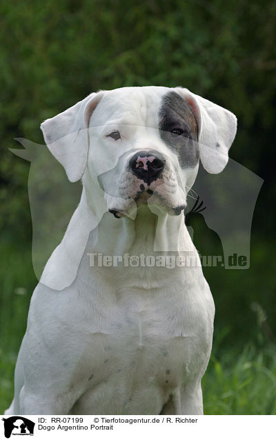 Dogo Argentino Portrait / RR-07199