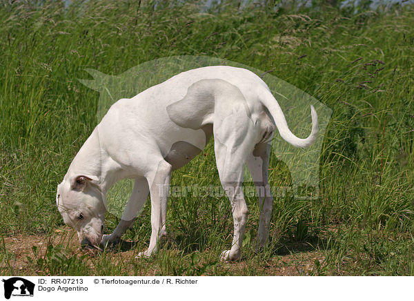 Dogo Argentino / Dogo Argentino / RR-07213