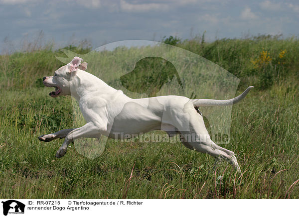 rennender Dogo Argentino / RR-07215