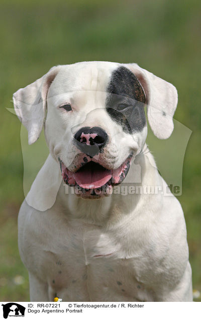 Dogo Argentino Portrait / RR-07221