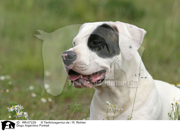 Dogo Argentino Portrait / RR-07226