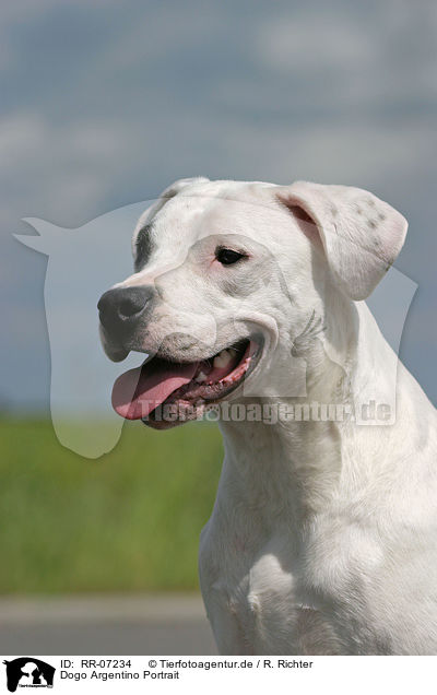Dogo Argentino Portrait / RR-07234