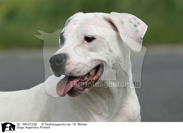 Dogo Argentino Portrait / RR-07238