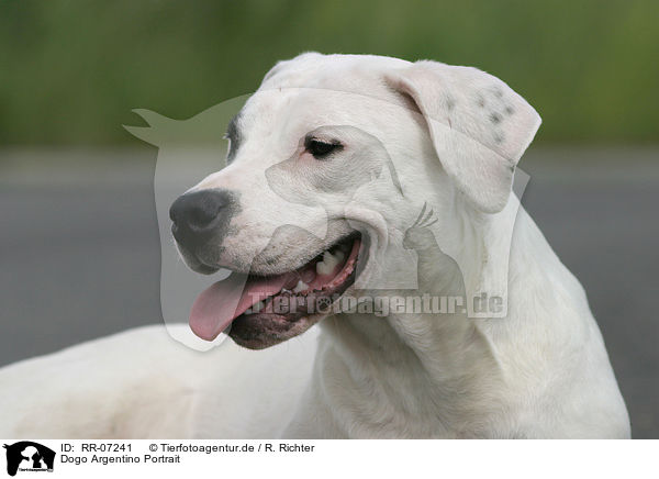 Dogo Argentino Portrait / RR-07241