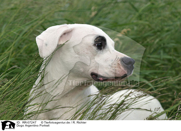 Dogo Argentino Portrait / RR-07247