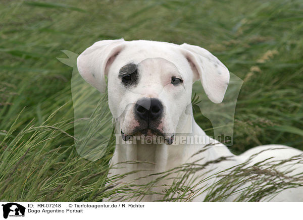 Dogo Argentino Portrait / RR-07248