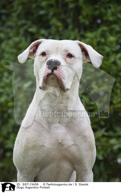 Dogo Argentino Portrait / SST-13456