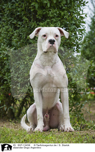 sitzender Dogo Argentino / sitting Dogo Argentino / SST-13458