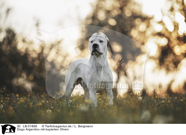 Dogo Argentino mit kupierten Ohren / Dogo Argentino with cropped ears / LB-01868