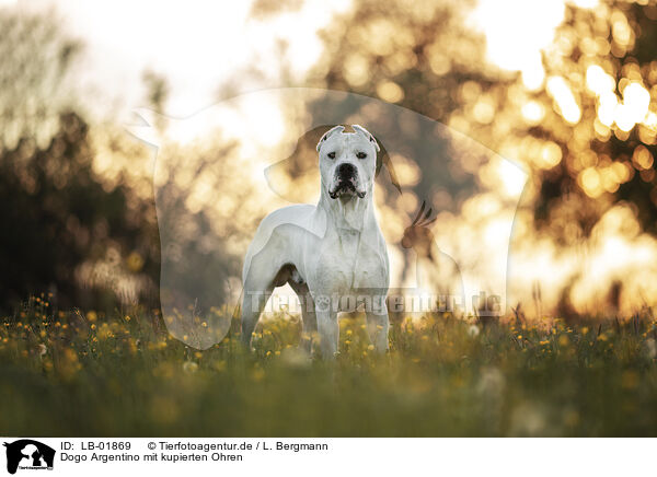 Dogo Argentino mit kupierten Ohren / LB-01869