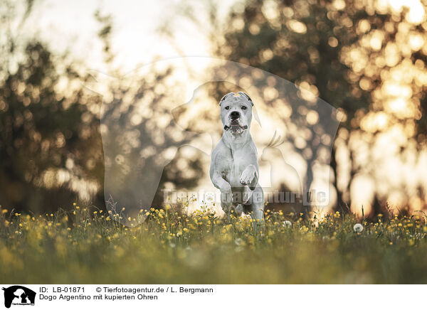 Dogo Argentino mit kupierten Ohren / LB-01871