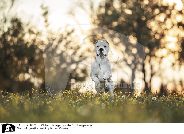 Dogo Argentino mit kupierten Ohren / Dogo Argentino with cropped ears / LB-01871