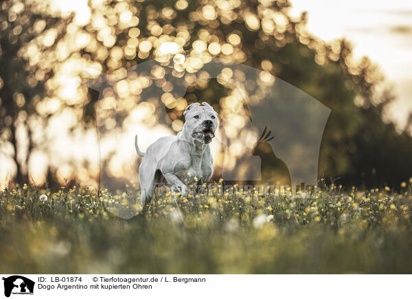 Dogo Argentino mit kupierten Ohren / LB-01874