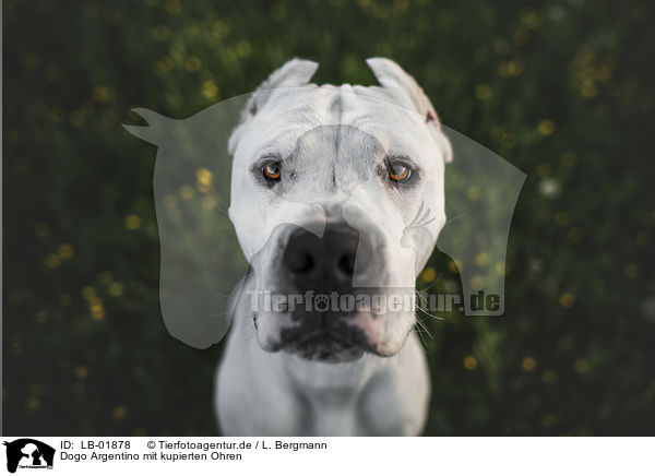 Dogo Argentino mit kupierten Ohren / LB-01878