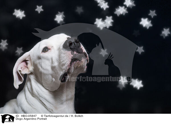 Dogo Argentino Portrait / Dogo Argentino Portrait / HBO-05847