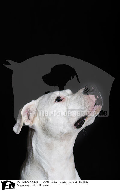 Dogo Argentino Portrait / HBO-05848