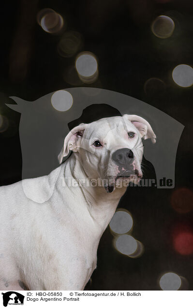 Dogo Argentino Portrait / Dogo Argentino Portrait / HBO-05850