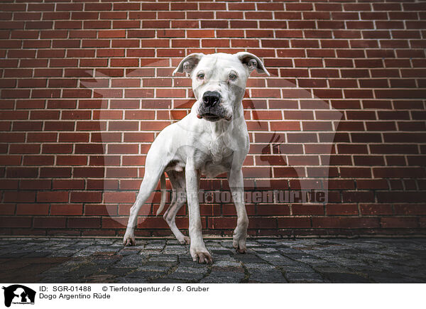 Dogo Argentino Rde / male Dogo Argentino / SGR-01488