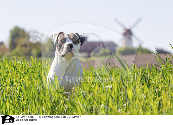 Dogo Argentino / Dogo Argentino / JM-14883