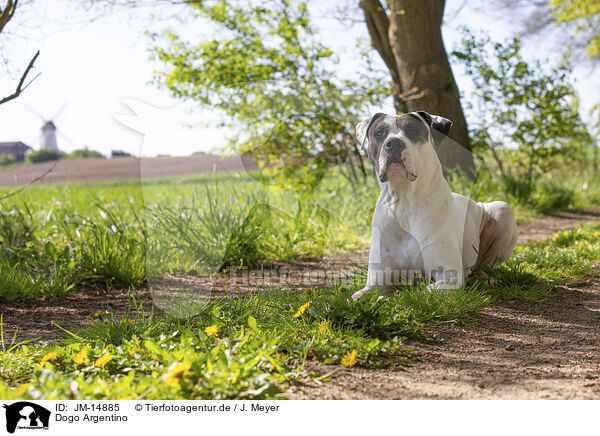 Dogo Argentino / Dogo Argentino / JM-14885