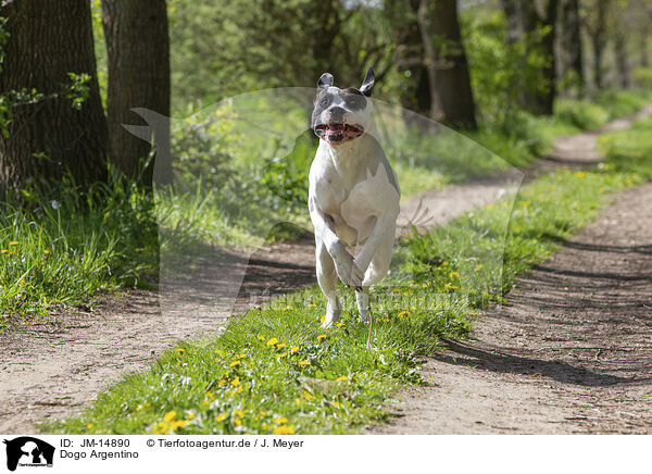Dogo Argentino / Dogo Argentino / JM-14890