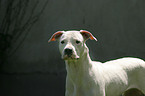 Dogo Argentino Portrait