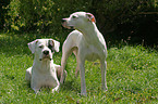 Dogo Argentino