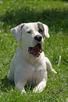 Dogo Argentino