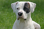 Dogo Argentino Portrait