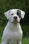 Dogo Argentino Portrait