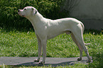 Dogo Argentino