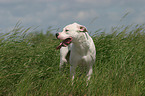 Dogo Argentino