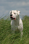 Dogo Argentino