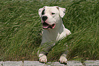 Dogo Argentino