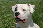 Dogo Argentino Portrait