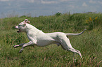 rennender Dogo Argentino