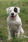 Dogo Argentino