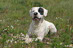 Dogo Argentino