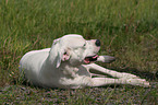 Dogo Argentino