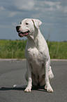 Dogo Argentino