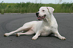 Dogo Argentino